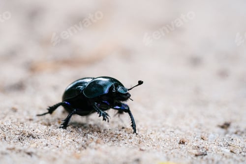 Preview: A Macro Shot Of Defensive Beetle Walking On A Sandy Meadow