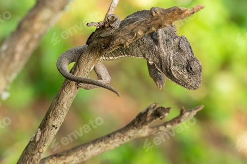Preview: A Mediterranean Chameleon In Light Grayish Brown Camouflage Holding On To A Branch, Clawing The