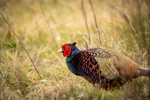 Preview: A Shallow Focus Closeup Shot Of A Pheasant Bird In A Field