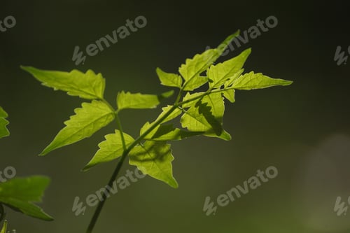 Preview: A Closeup Shot Of A Branch With Small Green Leaves On A Black Background