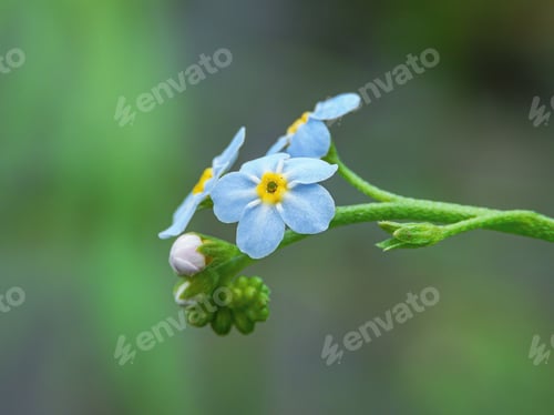 Preview: A Closeup Shot Of Alpine Forget-Me-Not Flowers With Green Background