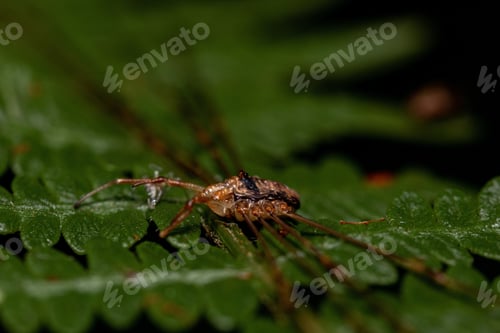 Preview: A Macro Shot Of A Brown Spider On A Leaf