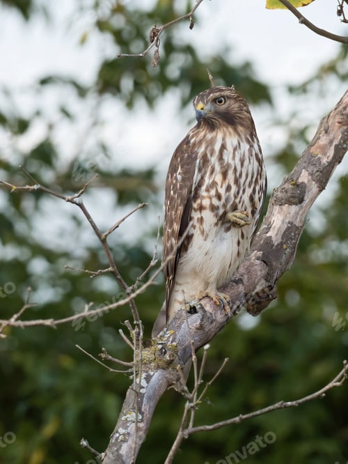 Preview: A Clsoeup Shot Of Hawk On Tree