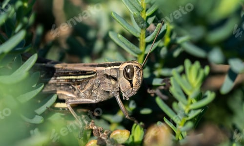 Preview: A Selective Focus Shot Of A White-Banded Grasshopper Among Vegetation In The Maltese Countryside