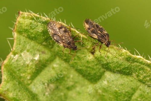 Preview: A Selective Focus Of Two Small Lace Bugs On The Leaf Of Green Alkanet