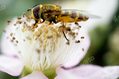 Preview: A Soft Focus Of A Bee Gathering Pollen From A Flower