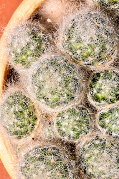 Preview: A Vertical Shot Of Tropical Cactus