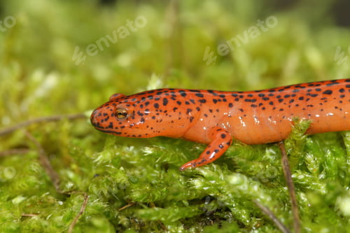 Preview: A Closeup Shot Of Southern Red Salamander On Green Moss