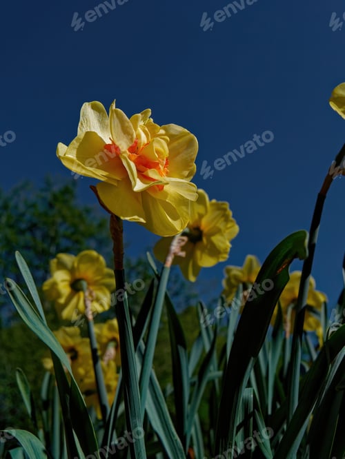Preview: A Selective Focus Shot Of Beautiful Yellow Daffodil Flowers