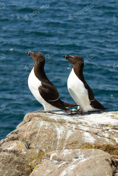 Preview: Two Razorbills Perched On A Rock Near The Island Of May
