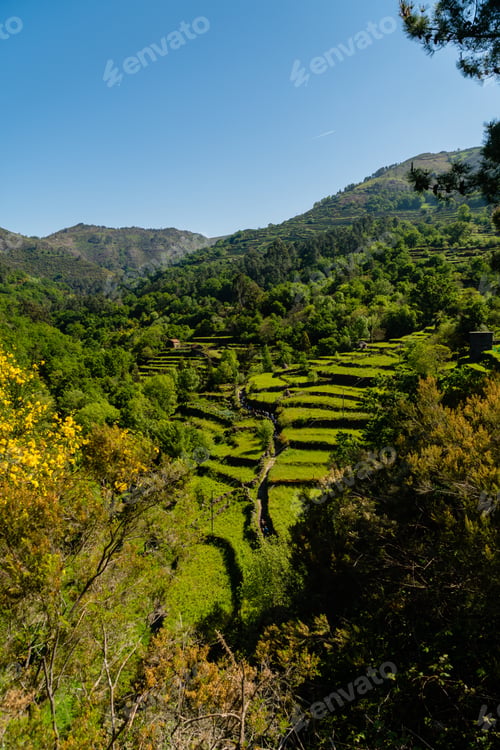 Preview: A Beautiful View Of A Vineyard Surrounded By Greenery