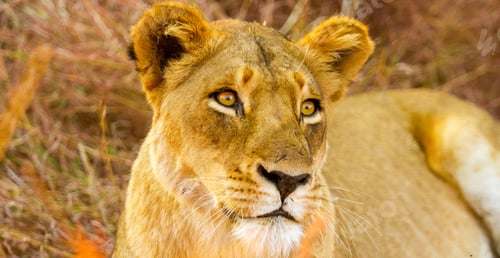 Preview: A Beautiful African Lion Lying In Long Grass In South Africa