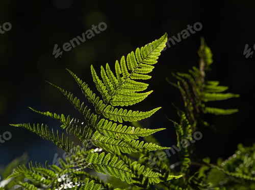 Preview: A Closeup Shot Of Green Leaves