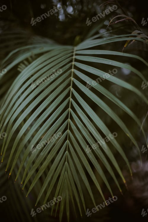 Preview: A Closeup Shot Of Green Palm Tree Leaf With Dark Background