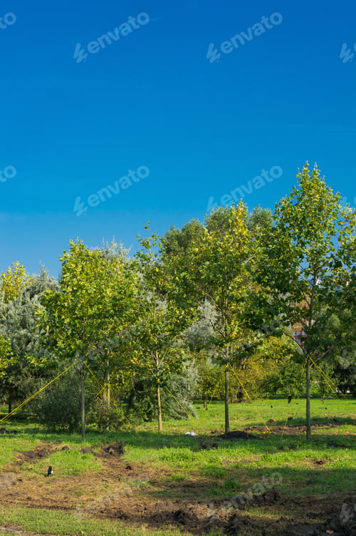 Preview: A Vertical Shot Of Park Trees Stabilized With Ropes