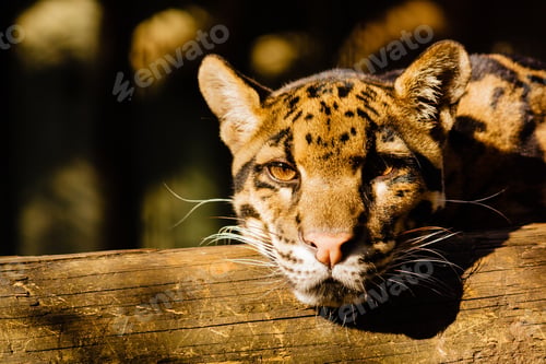 Preview: A Closeup Shot Of A Young Tiger Resting On A Piece Of Wood