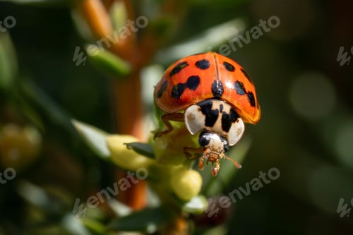 Preview: A Macro Shot Of A Cute Small Ladybird Beetle On A Green Plant