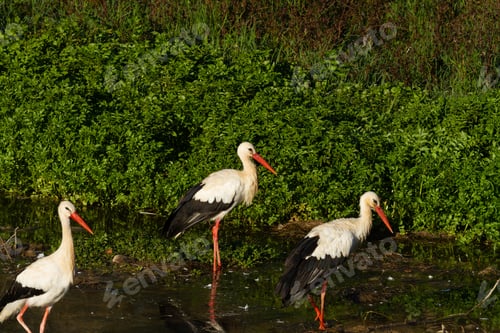 Preview: Three White Storks Standing By A Lake