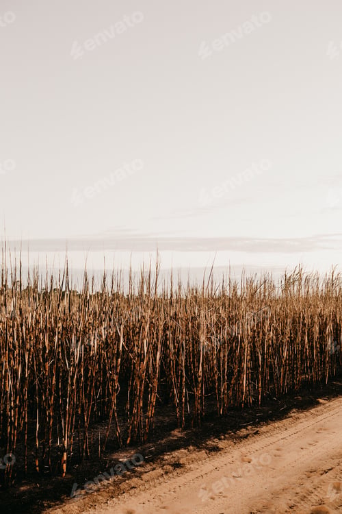 Preview: A Vertical Shot Of Dried Grasses Near The Road During Daytime