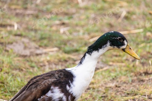 Preview: A Closeup Shot Of A Cute Goose