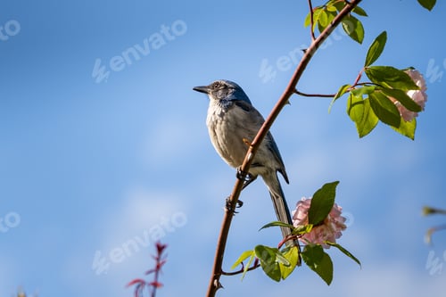 Preview: A Closeup Shot Of A California Scrub Jay Bird Sitting On A Branch With Flowers