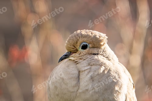 Preview: A Selective Focus Shot Of A Small Pigeon Sitting Under The Sunlight