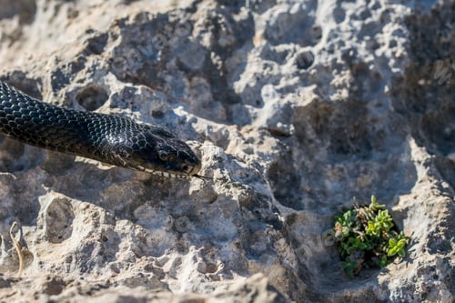Preview: Close Up Macro Shot Of The Head Of An Adult Black Western Whip Snake, Hierophis Viridiflavus, An