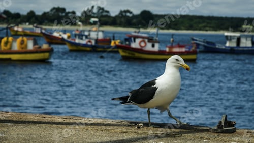 Preview: The Beautiful Seagull Standing On The Ground
