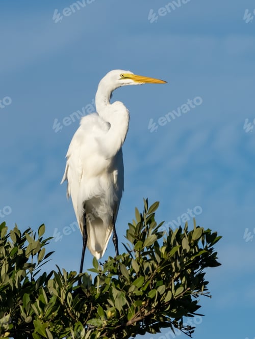 Preview: A Vertical Shot Of A Great Egret Standing On Tree