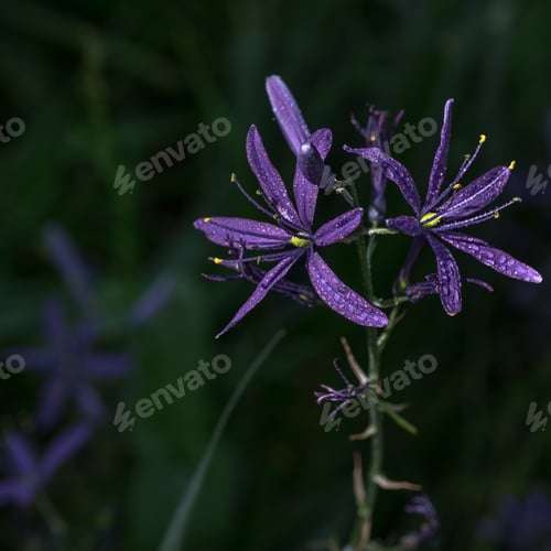 Preview: A Closeup Shot Of A Wet Purple Common Camas Flower With A Blurred Background