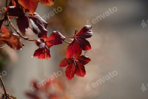 Preview: A Closeup Selective Focus Shot Of Red Leaves On Branches - Perfect For Background