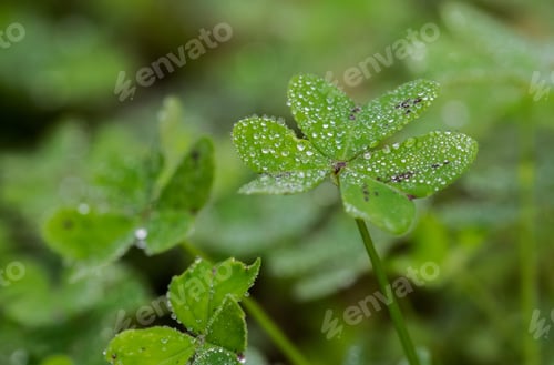 Preview: A Selective Focus Shot Of Morning Dew Droplets On Cape Sorrel Leaves In The Maltese Countryside
