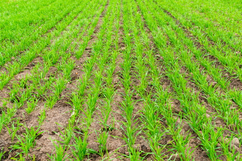 Preview: A Closeup Of Young Wheat Seedlings Growing In A Field