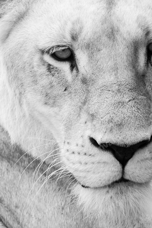 Preview: Close Up Picture Of A Lioness In Mauritius Island
