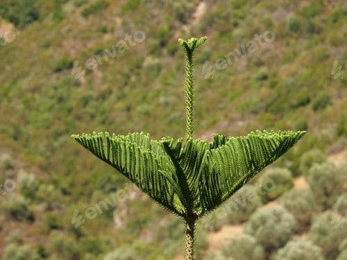 Preview: A Selective Focus Shot Of A Growing Pine Tree
