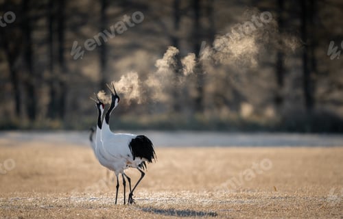 Preview: A Selective Focus Shot Of Two Red-Crowned Cranes Breathing In A Cold Field In Kushiro, Hokkaido