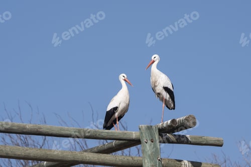Preview: A Closeup Shot Of Two White Storks On A Blue Sky Background