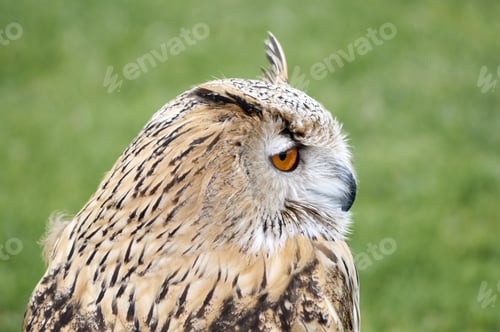 Preview: A Closeup Shot Of A Brown Great Horned Owl In A Park