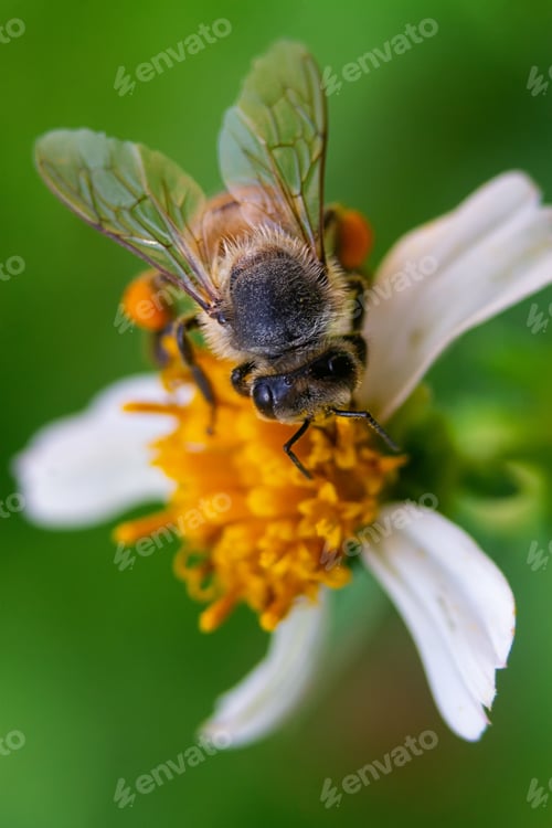 Preview: A Closeup Macro Shot Of A Bee Pollinating A Flower