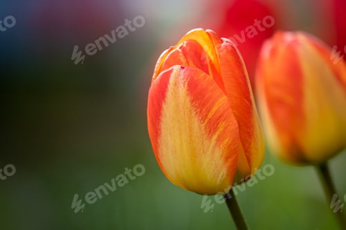 Preview: A Close-Up Shot Of Blooming Tulip Flower On A Blurry Background In Spring