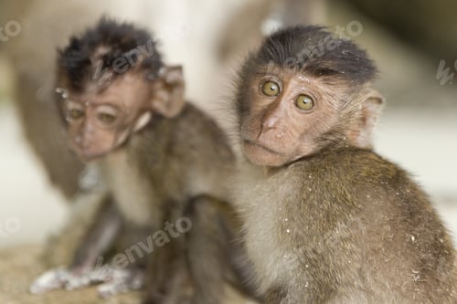 Preview: A Closeup Shot Of Two Cute Monkeys Playing Together In The Jungle