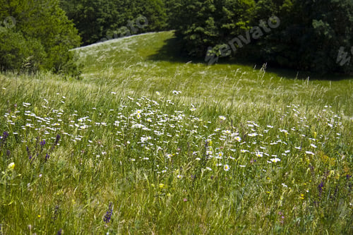 Preview: A Beautiful Green Field With A Lot Of Colorful Wildflowers