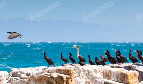 Preview: A Flock Of Aquatic Cormorant Birds Perched On A Rocky Shore