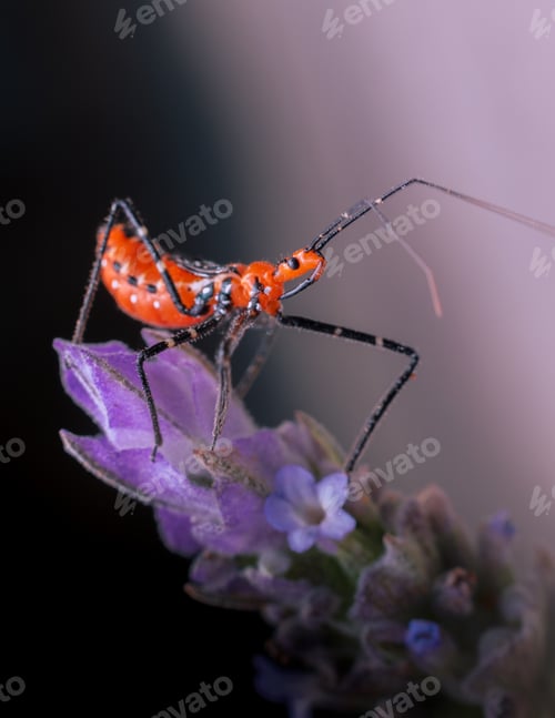 Preview: A Macro Shot Of A Red Assassin Bug On A Purple Flower