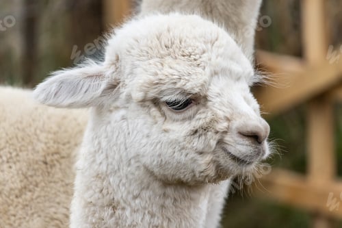 Preview: A Closeup Shot Of The Head Of A Cute White Lama