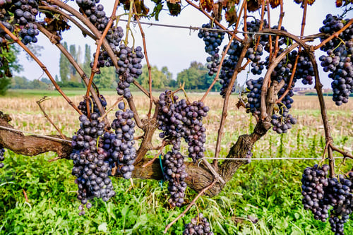 Preview: Several Dark Grapes Growing On The Vines On A Large Landscape