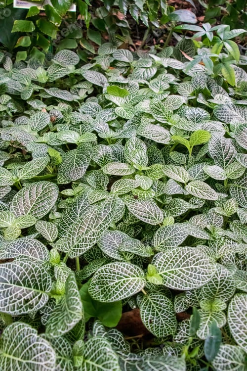 Preview: A Vertical Shot Of The Plants Called Fittonia Albivenis