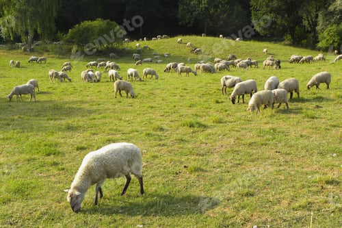 Preview: A Closeup Shot Of A Flock Of Sheep Eating Grass