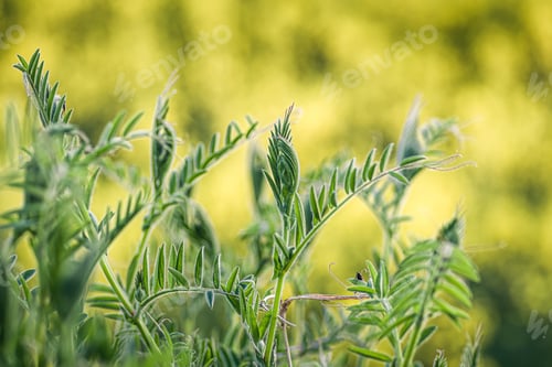 Preview: A Closeup Shot Of Fresh Green Grass On A Blurred Background