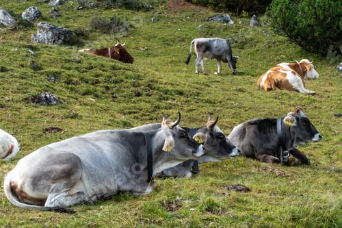 Preview: A Group Of Cows Grazing In The Fields